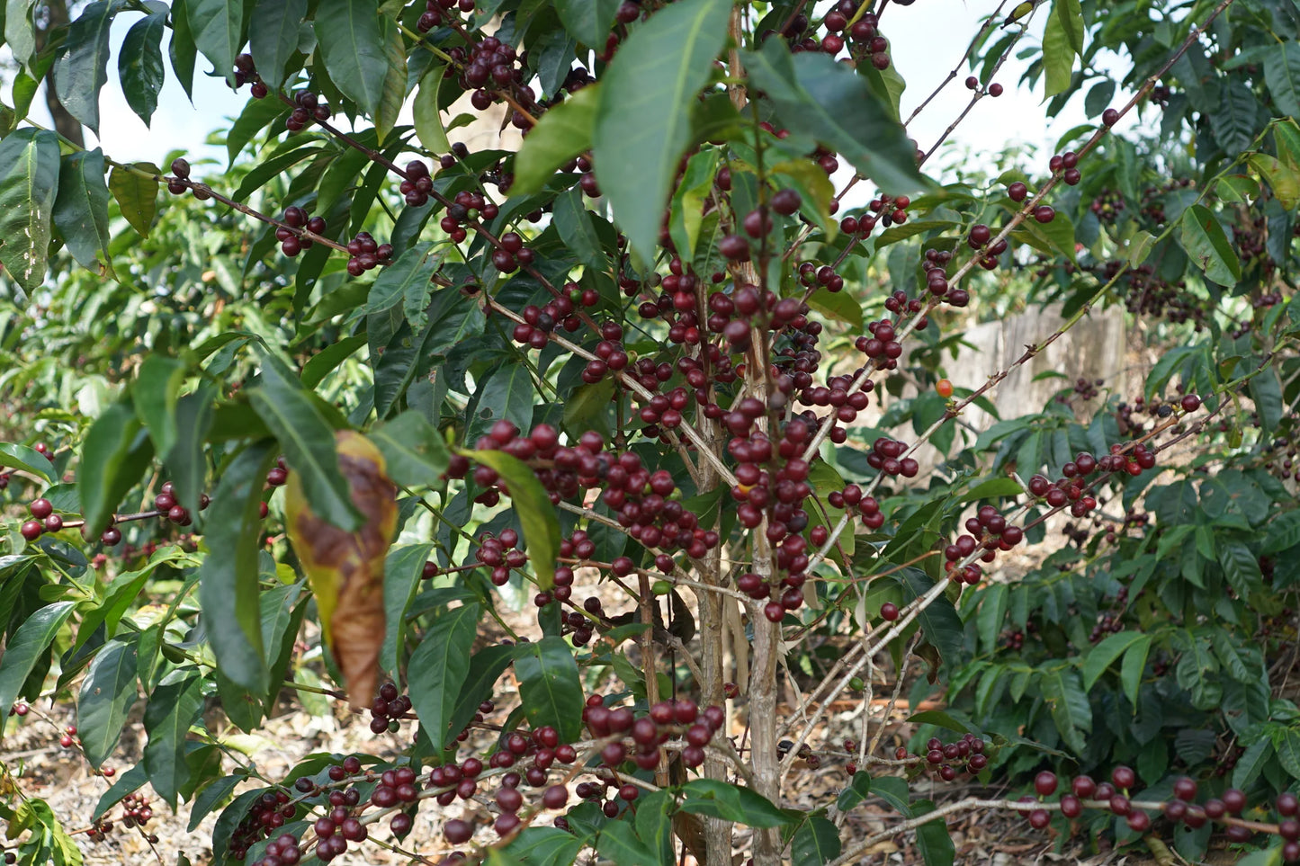 april Sustainable Profile Coffee - Costa Rica - 250g