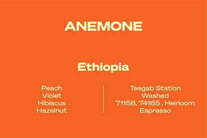 Wide Awake Anemone - Ethiopia - Espresso 250g