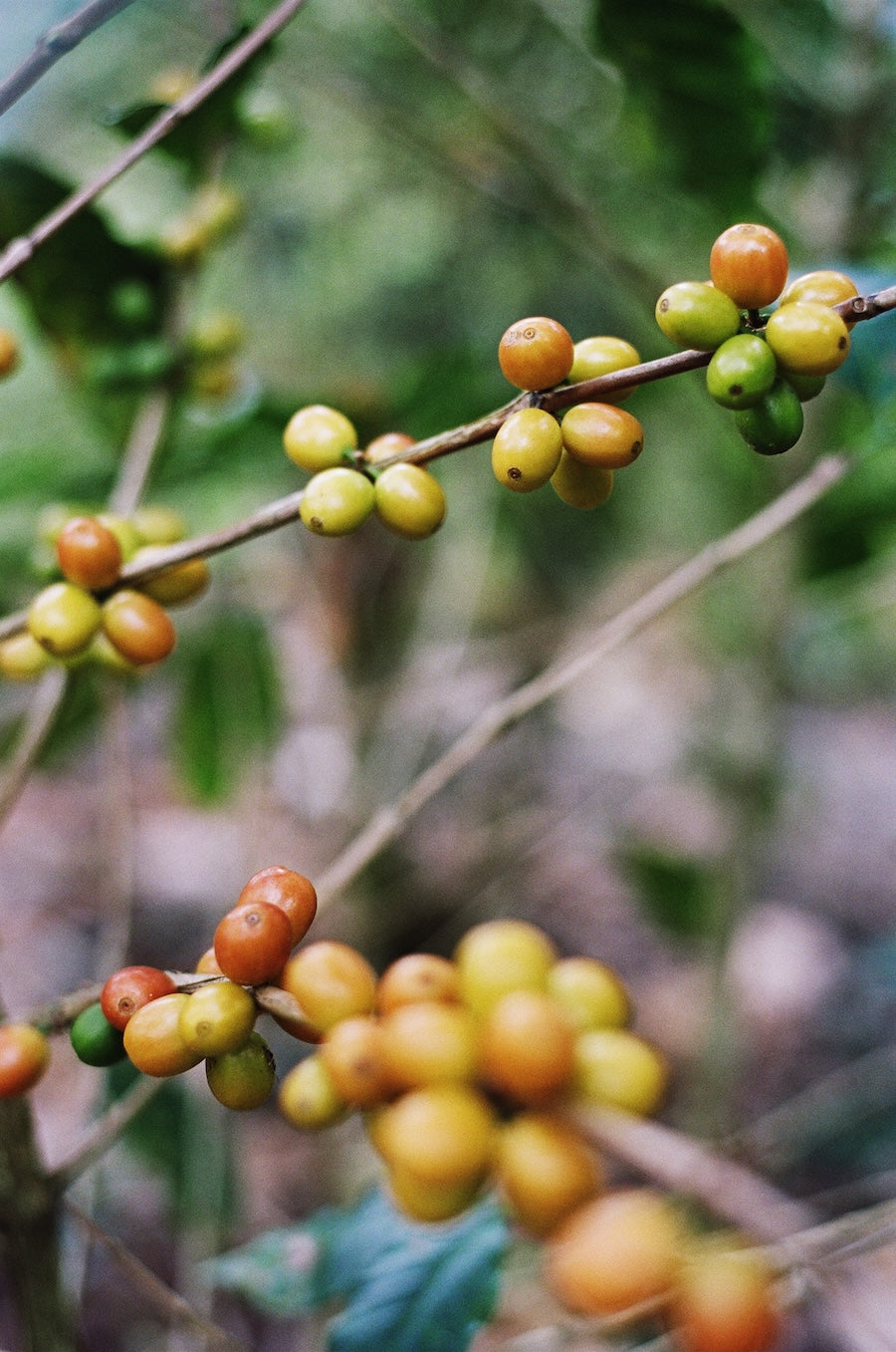 La Cabra Carmelita Mazariegos - Mexico Bourbon Washed