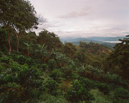 La Cabra Rigoberto Sánchez - Colombia Pink Bourbon Washed